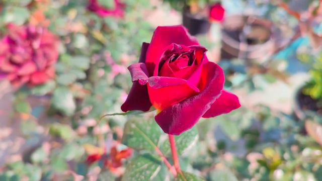 🌹🌹Eddy Mitchell Rose🌹 | Eddy Mitchell Rose | Eddy Mitchell Rose  | Beautiful Flowers Roses