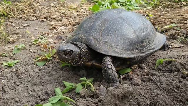 Черепаха дикая Turtle wild смотреть онлайн