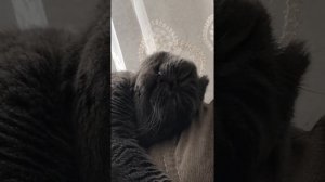 БРИТАНСКИЙ КОТ ХРАПИТ КАК ЧЕЛОВЕК