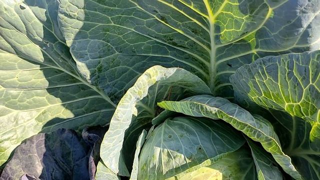 Капуста Мегатон и Калибос. Мотивация для посадки смотреть онлайн