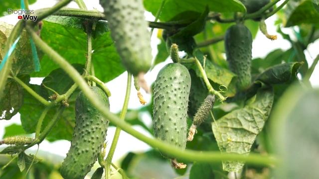Огурцы Засыплют Урожаем! Мощный Натуральный Стимулятор Роста И Подкормка! смотреть онлайн