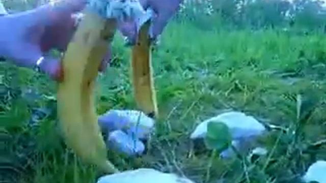 Даже бананы умеют любить