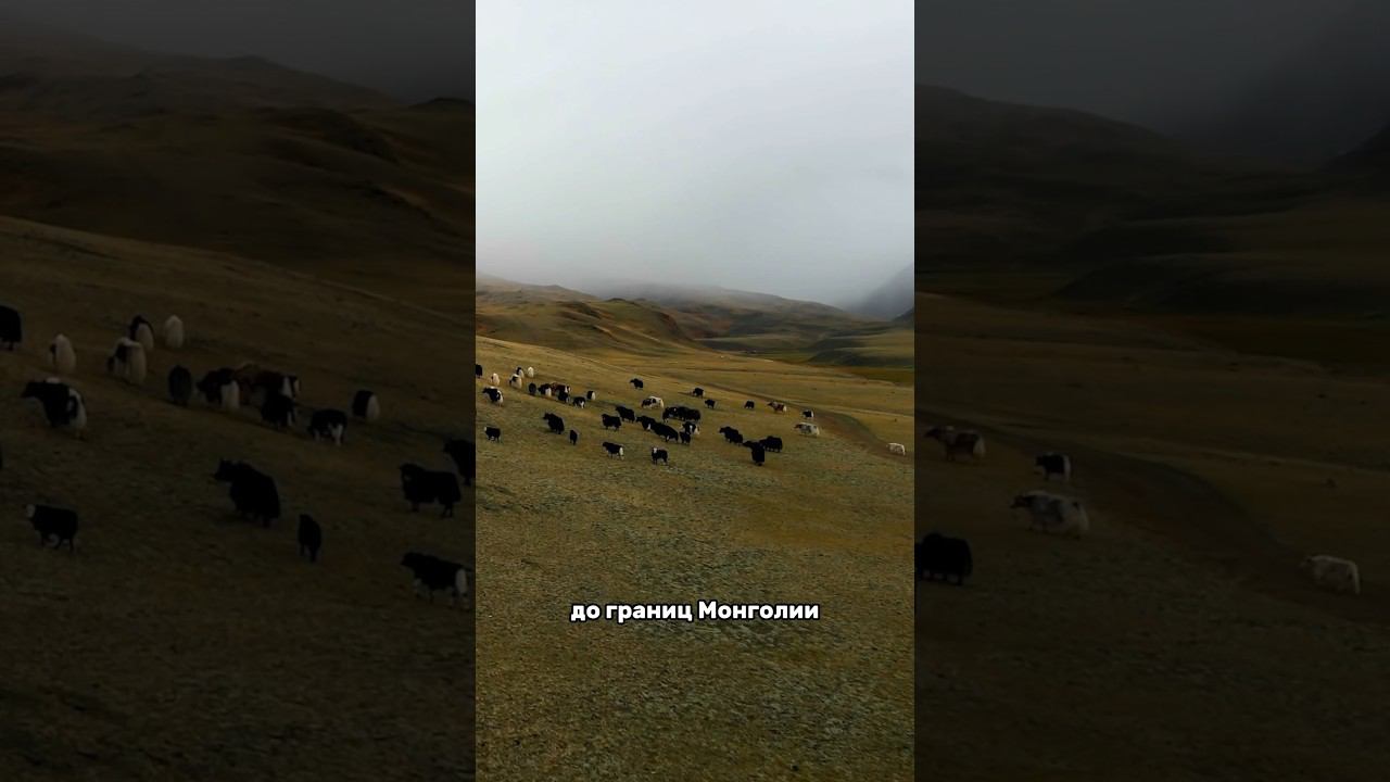 Невероятный Алтай, экспедиция 2022 #travelvlog #travelmoments #moviemaker