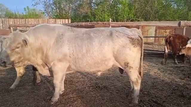 3 годовалый бык аулиеколец
