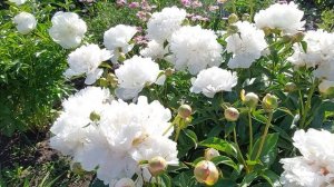 Цветение пиона  Фестива Максима. Июнь 2022г.