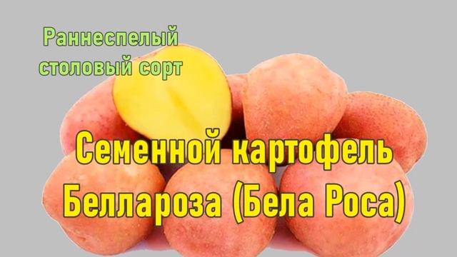 Картофель Беллароза Описание смотреть онлайн