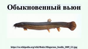 Обыкновенный вьюн