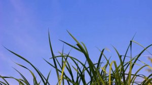 Красивая трава у реки. Аир обыкновенный | Футажи красивая природа [FullHD]