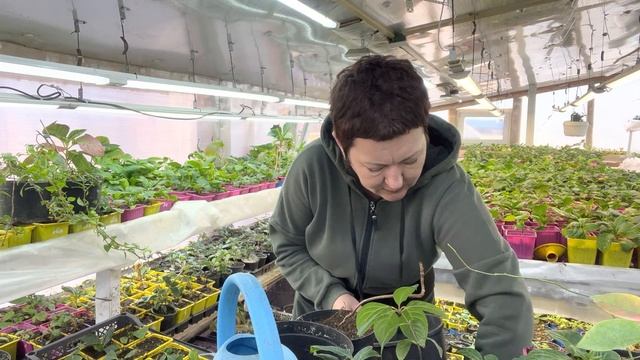 Работа в теплице, обработка, перевалка. Сын и внуки. 30.10 смотреть онлайн