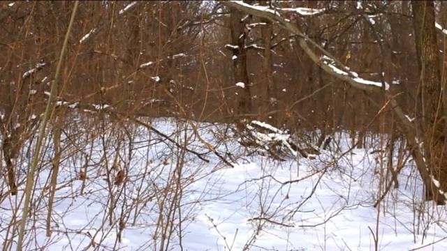 Эстонская гончая звона 1.5 года натаска.