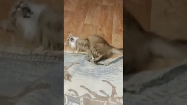 Смешная морда ?