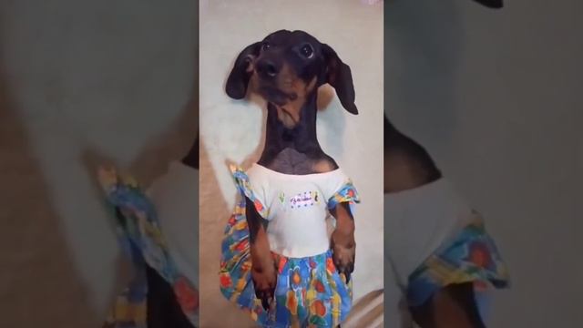 Собачка🐕💞 #dog #собака #puppy #dogbreeds #такса #cute #dogtypes #animals #животные смотреть онлайн