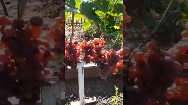 Виноград Вероника в Омске на участке Поконечных Николая смотреть онлайн