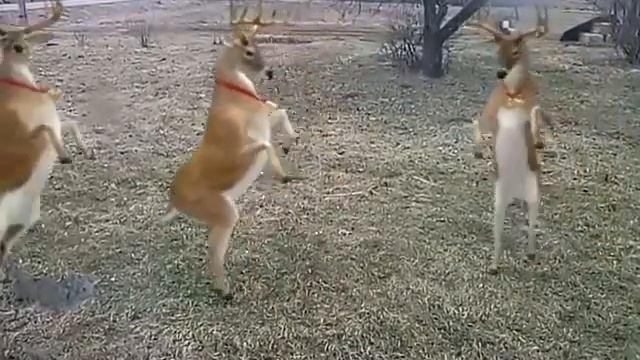 Man aiz loga brieži dejo:D смотреть онлайн