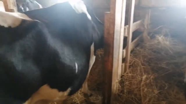 Профилактика родового пореза. смотреть онлайн