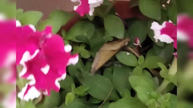How to save petunia in summer season. смотреть онлайн