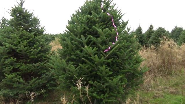 Пихта Фразера (срезанная новогодняя пихта)  22171