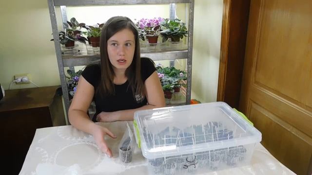 Тепличка для фиалок. Полив.Тепличные детки!