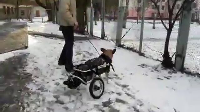 Dog Wheelchair Лепа на инвалидной коляске для собак смотреть онлайн