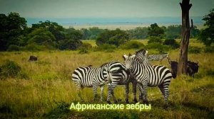 Африканские зебры в брачный период