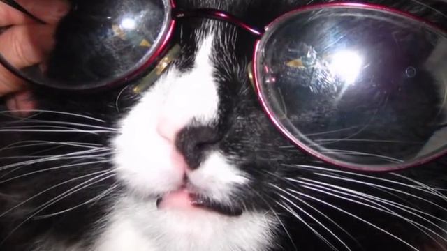 Тихон смотреть онлайн