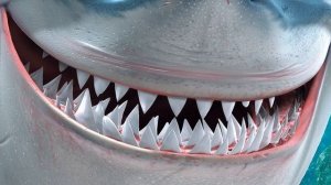 Акулы. Интересные факты для детей