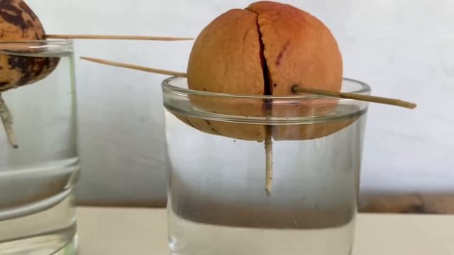 How to Incubate Avocado Seeds In Water | Growing Avocados From Seeds смотреть онлайн