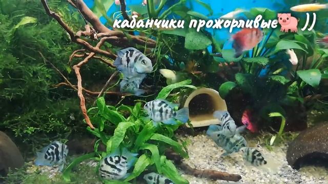 Сапфировый попугай оправдывает свое название)) смотреть онлайн