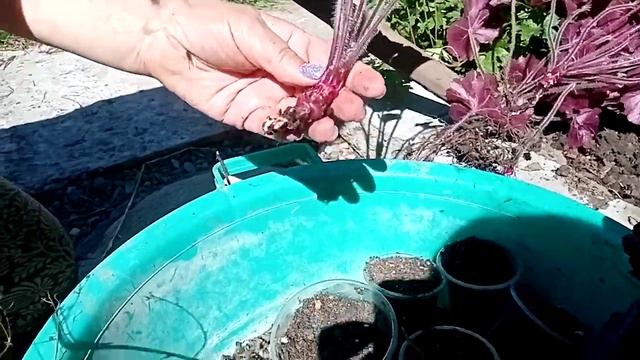 Делим гейхеры смотреть онлайн