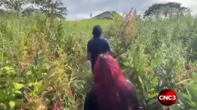 Intense mud expulsion at Debe mud volcano attracts scores of people смотреть онлайн