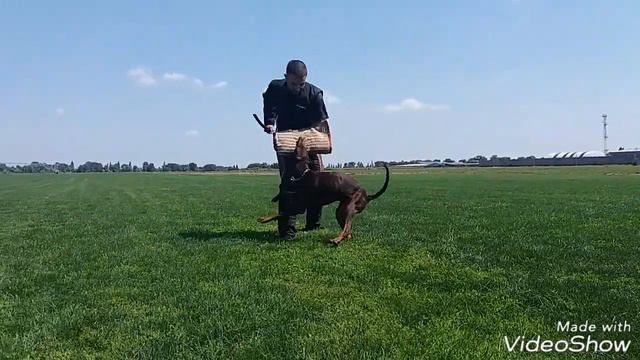 Working Doberman. Garmata vom Grenzturm, almost 13 m. Protection. смотреть онлайн