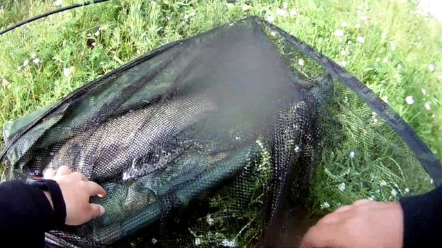 Хитрые карпы и амуры.Второй выезд на водоём! смотреть онлайн