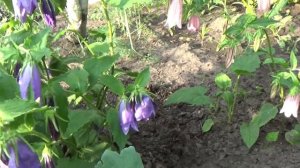 КОЛОКОЛЬЧИКИ точечные. Сдерживаем АГРЕССОРА.