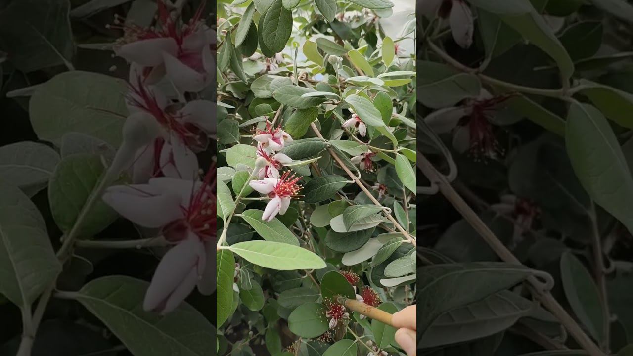 Опыляю Фейхоа)10 мая в нашем саду смотреть онлайн