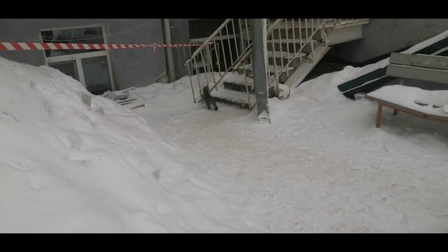 Гулёная кошка и неигривый кот ? смотреть онлайн