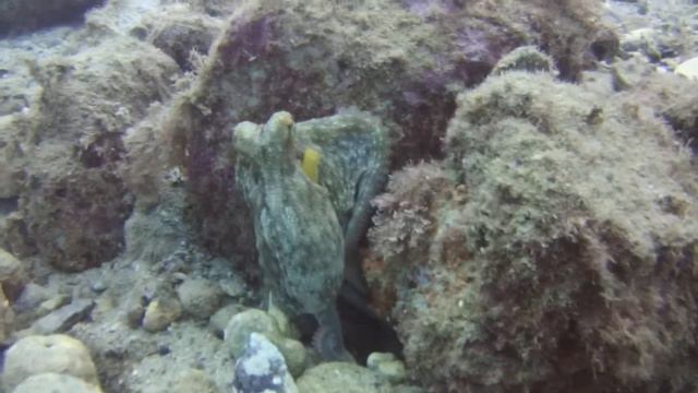 Octopus смотреть онлайн