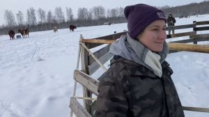 Последние герефорды