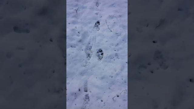 Охота с Русско-Пегой гончей 2020.