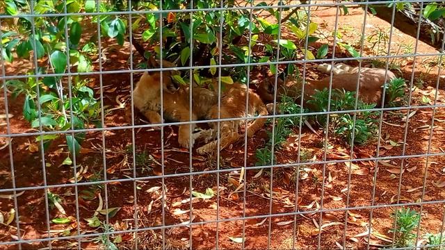 Pafos Zoo - Cyprus смотреть онлайн