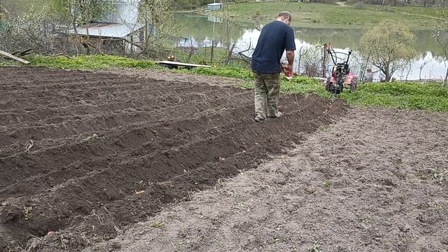 Посадка картофеля под мотоблок. Пробую для себя новый способ. смотреть онлайн