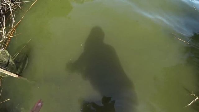 Рыбалка 2020 | рыбалка на резинку | ловля карася на резинку | убийца карася | как ловить карася смотреть онлайн