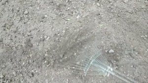 #Клевер белый. Посев семян в открытый грунт.