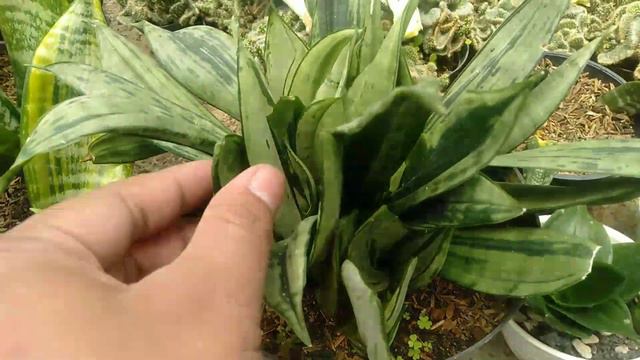 mutasi sansevieria termantap 2022 !!! смотреть онлайн
