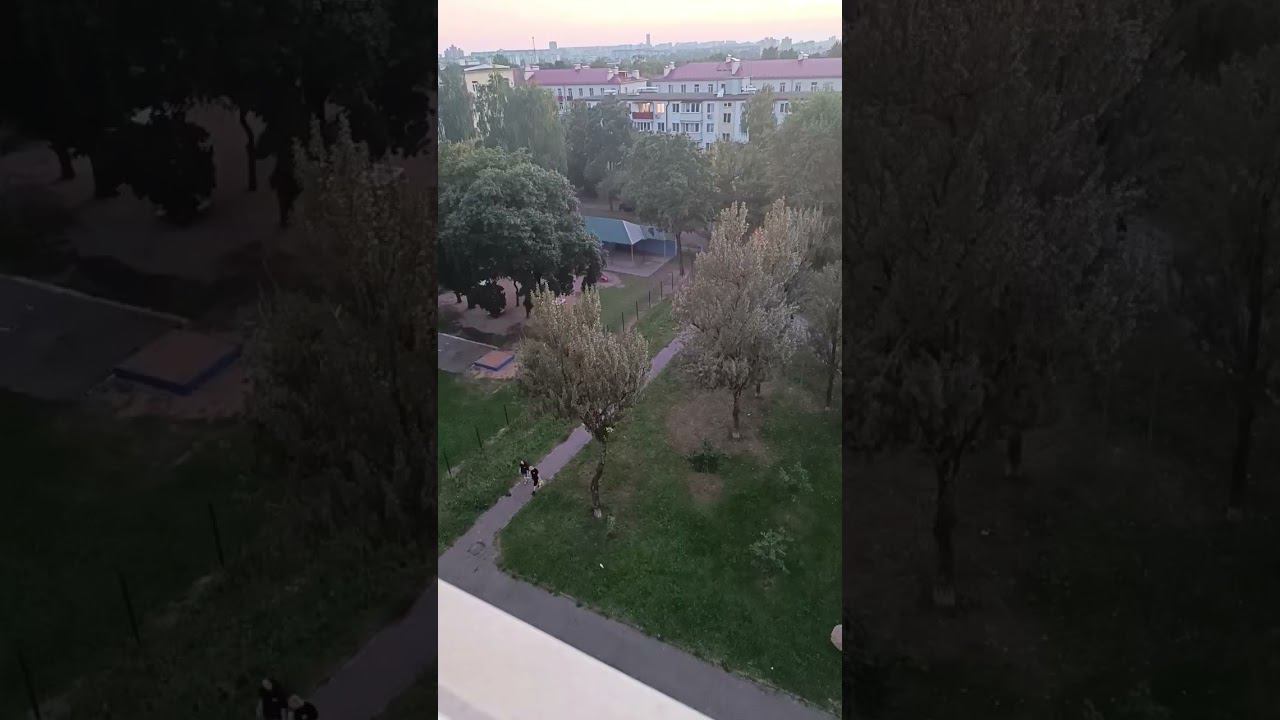 respect 1708242050 #asmr #dog #sunset #nature смотреть онлайн