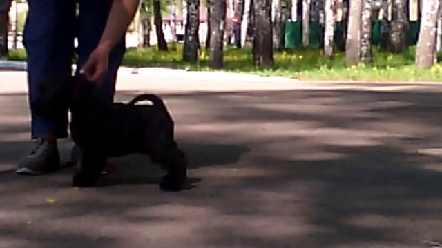 Питомник Туган ЯК смотреть онлайн