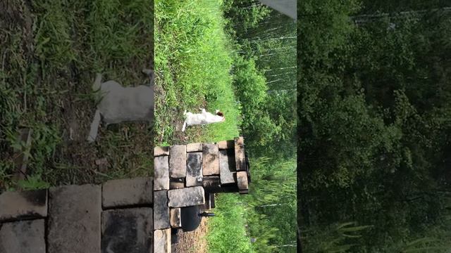 Джек рассел-охранник смотреть онлайн