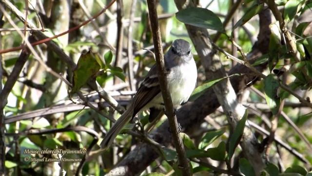 Mouse-colored Tyannulet - Hacienda Limon, Marañon Valley. смотреть онлайн