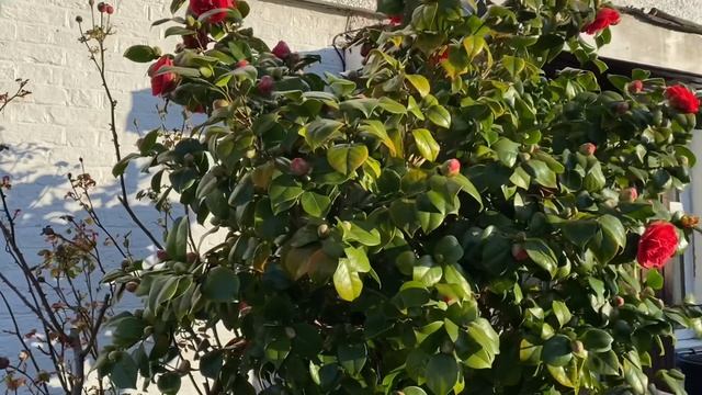 Камелии, Магнолии Англия ?Camellia Magnolia Flowers London