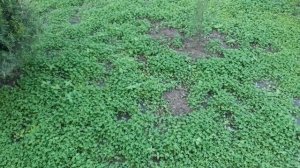 копаем картошку  .. СЛАВЯНКА..