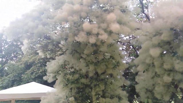 Дерево - облако - скумпия кожевенная в Ботаническом саду. смотреть онлайн